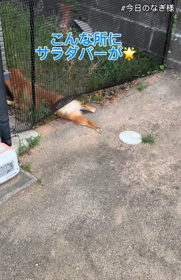 こんな所にサラダバーが！？（「こまめとしばーず」さん提供、Instagramよりキャプチャ撮影）