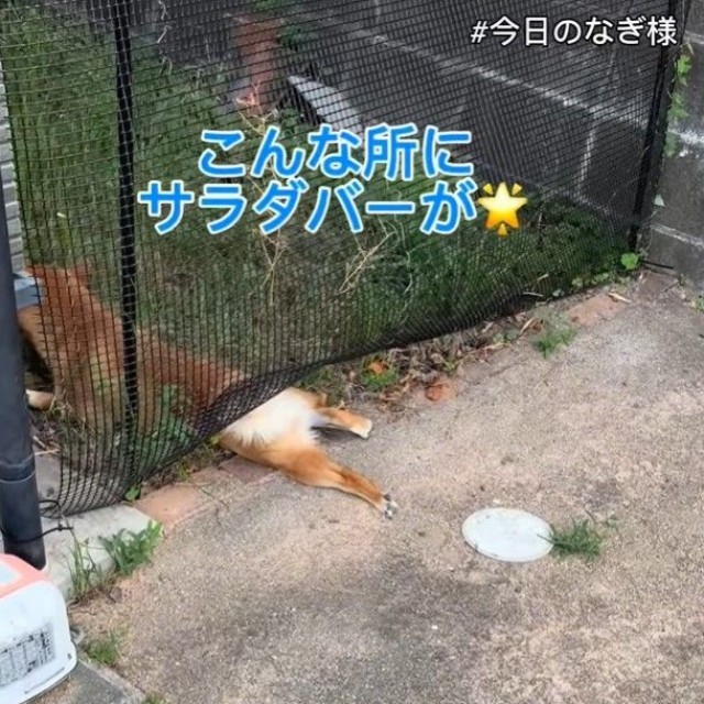 こんな所にサラダバーが！？（「こまめとしばーず」さん提供、Instagramよりキャプチャ撮影）