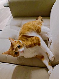 静電気と格闘モードになるラテちゃん（画像提供：保護猫ラテちゃん）