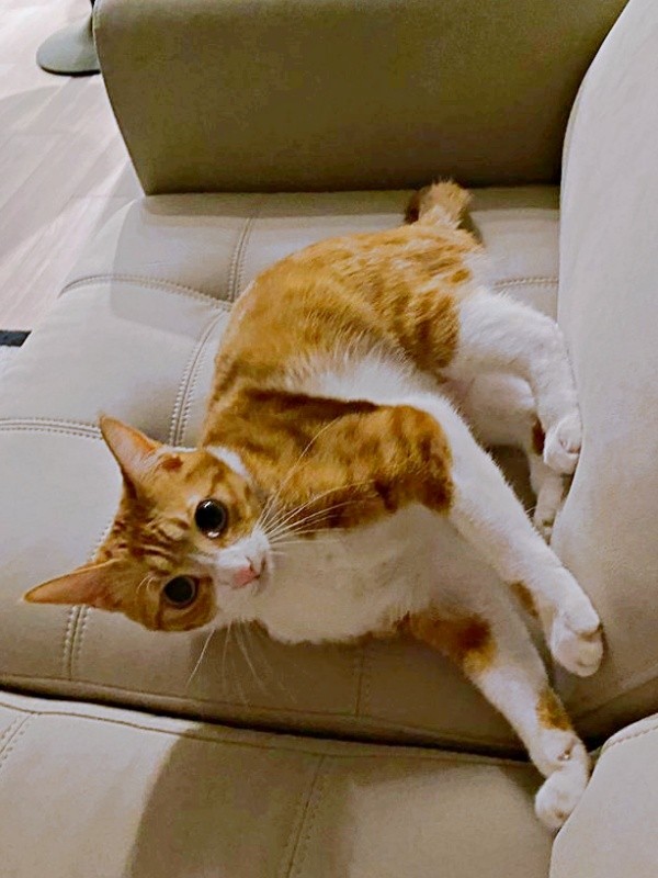 静電気と格闘モードになるラテちゃん（画像提供：保護猫ラテちゃん）