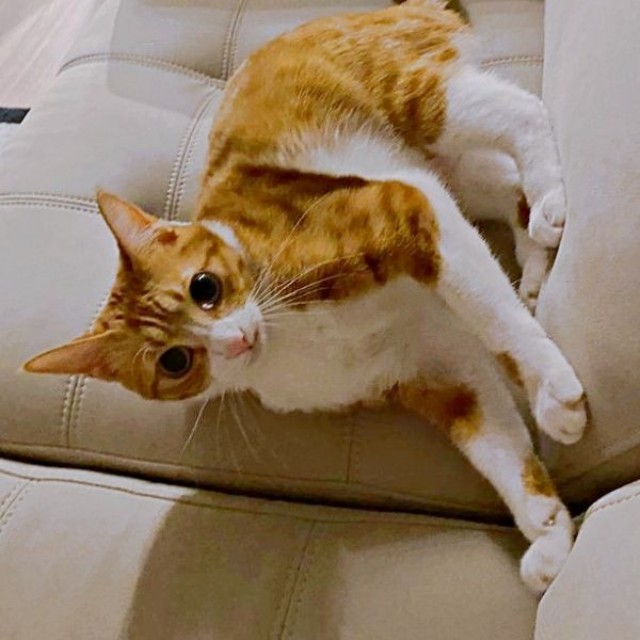 静電気と格闘モードになるラテちゃん（画像提供：保護猫ラテちゃん）