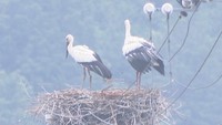 コウノトリの親鳥　5月18日撮影