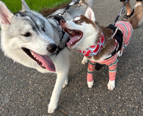 散歩中、福丸くんにちょっかいを出すぶなちゃん（画像提供：ふくまる＋ぶな＝さん）