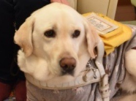 ２匹の盲導犬　節目の10歳を迎え、それぞれの道へ
