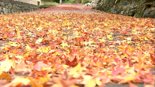 門前に広がる赤いじゅうたん　四国霊場・白峯寺の紅葉が見ごろ　香川・坂出市
