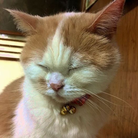 座ったままおネムに