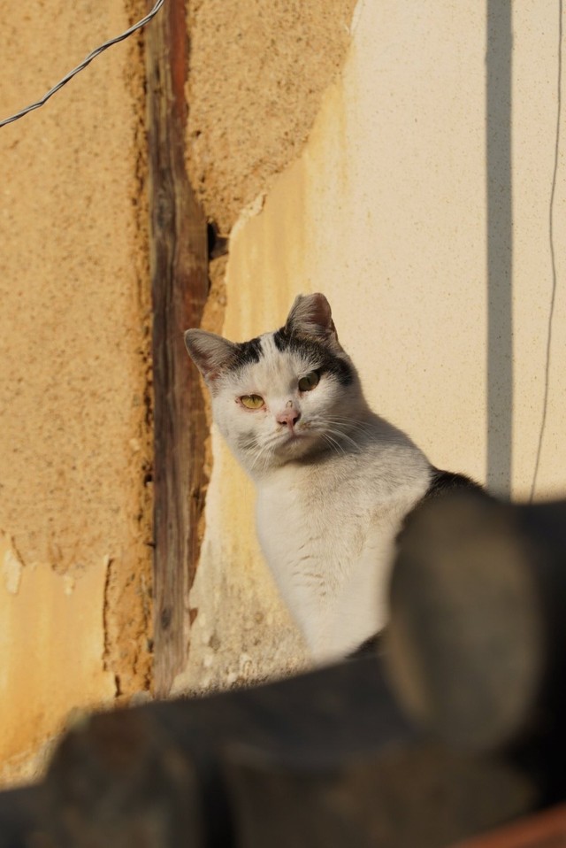 「通り過ぎてふり返ったらまだこっち見てた」＝路地師さん（@roji_shi）提供