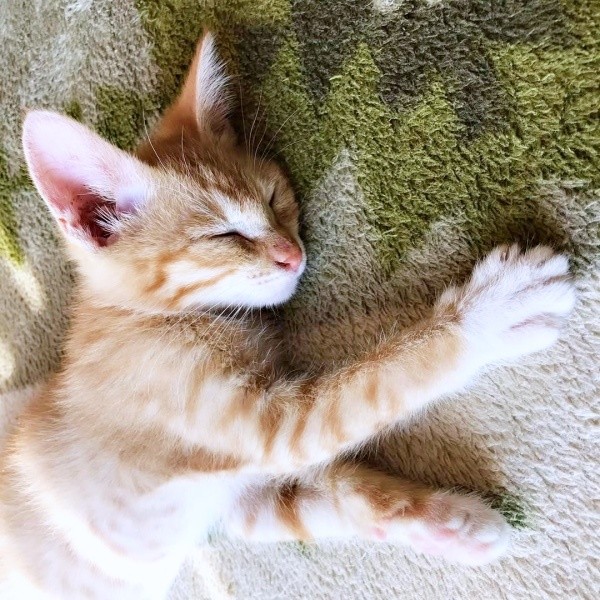 お迎えから2年、すっかりおうちに慣れたちいちゃん（画像提供：ちーちゃん-Mari-うるちゃんさん／Instagram）