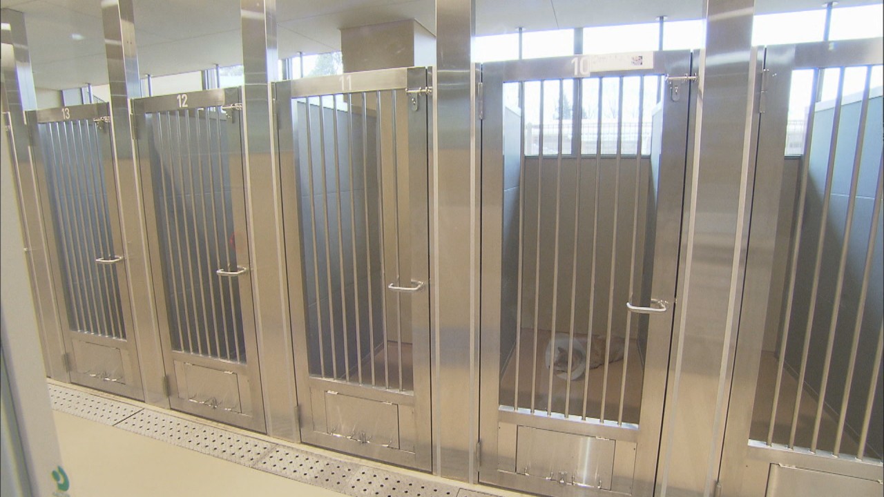 犬猫の殺処分ゼロへ 高松市がクラファン型ふるさと納税 Ksbニュース Ksb瀬戸内海放送 犬猫の殺処分ゼロへ 高松市がクラファン型ふるさと納税 Ksbニュース Ksb瀬戸内海放送