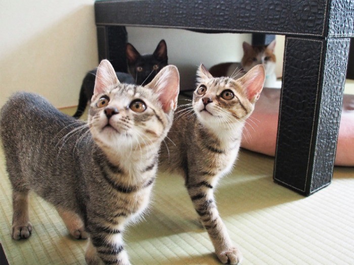 旅立ち間近のつくしとよもぎ