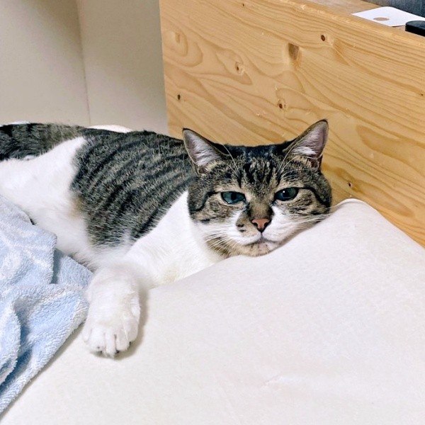 ベッドで寝待ちするてつおくん（画像提供：まりてつさん）