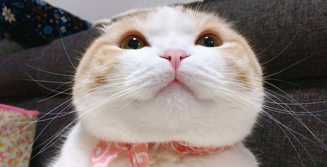 もふもふの大福の妖精かな♡（提供：うなぎ(うなちゃん)さん）