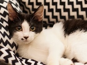 出会いは家具店　本好き夫婦の家にやって来た小さな保護猫