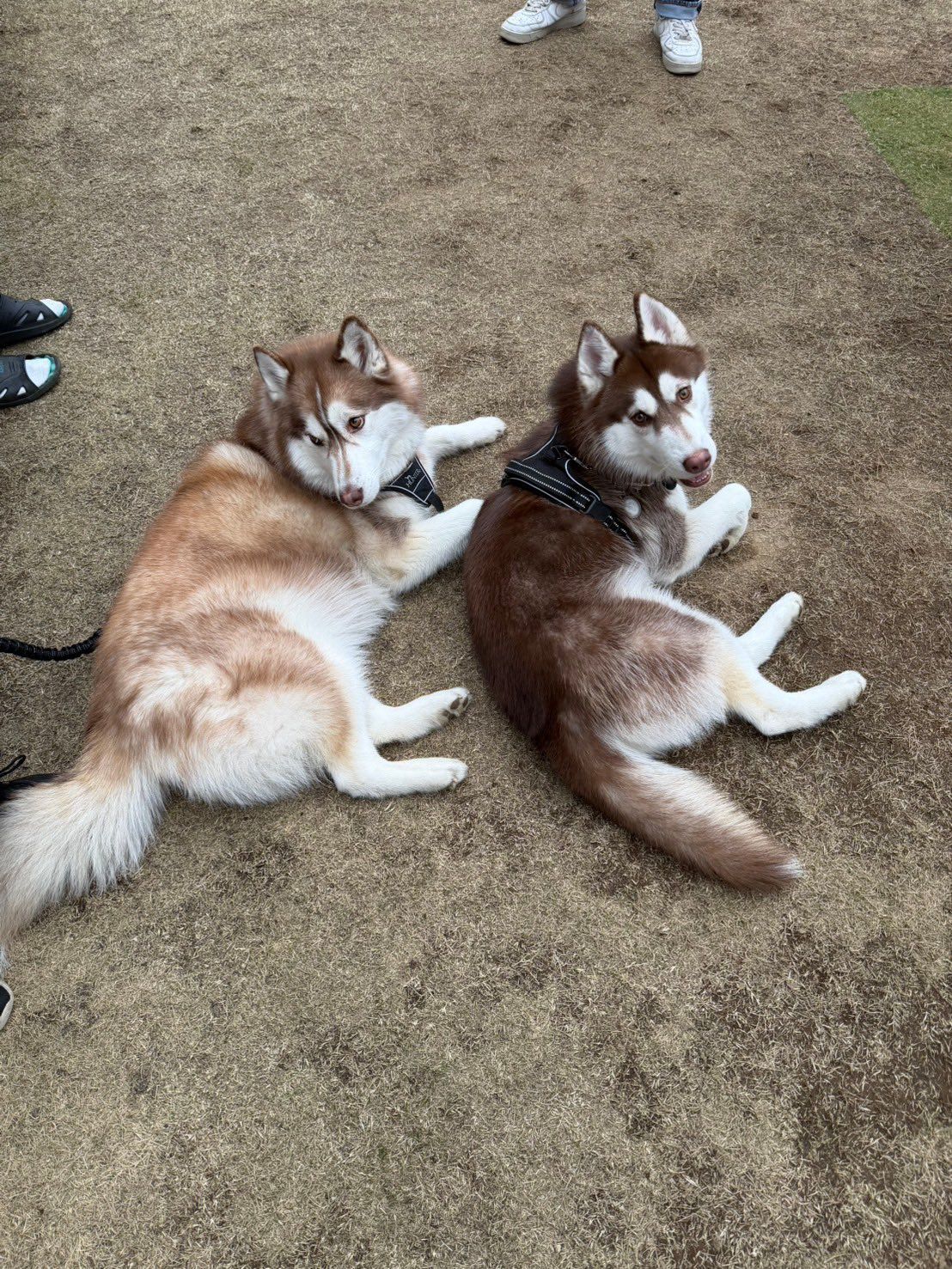 まるでドライブデート？助手席に座った犬が