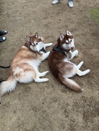 2匹そろってリラックス中（提供：REM & ROZ @シベリアンハスキー🐾さん）