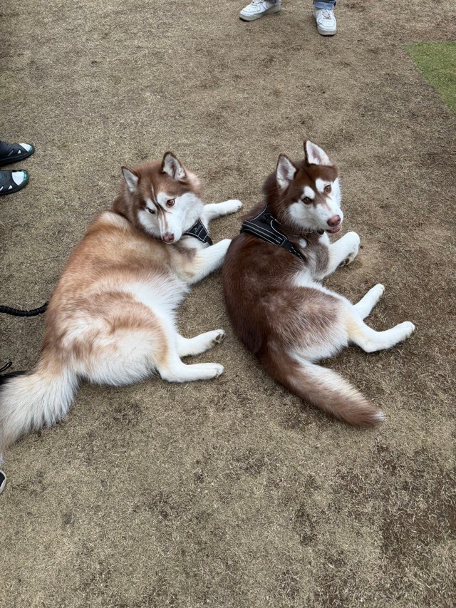 2匹そろってリラックス中（提供：REM & ROZ @シベリアンハスキー🐾さん）