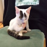 子猫時代、椅子の上で毛づくろいする半力さん（画像提供：ぽーサん（半力さんと事務員さん)さん）