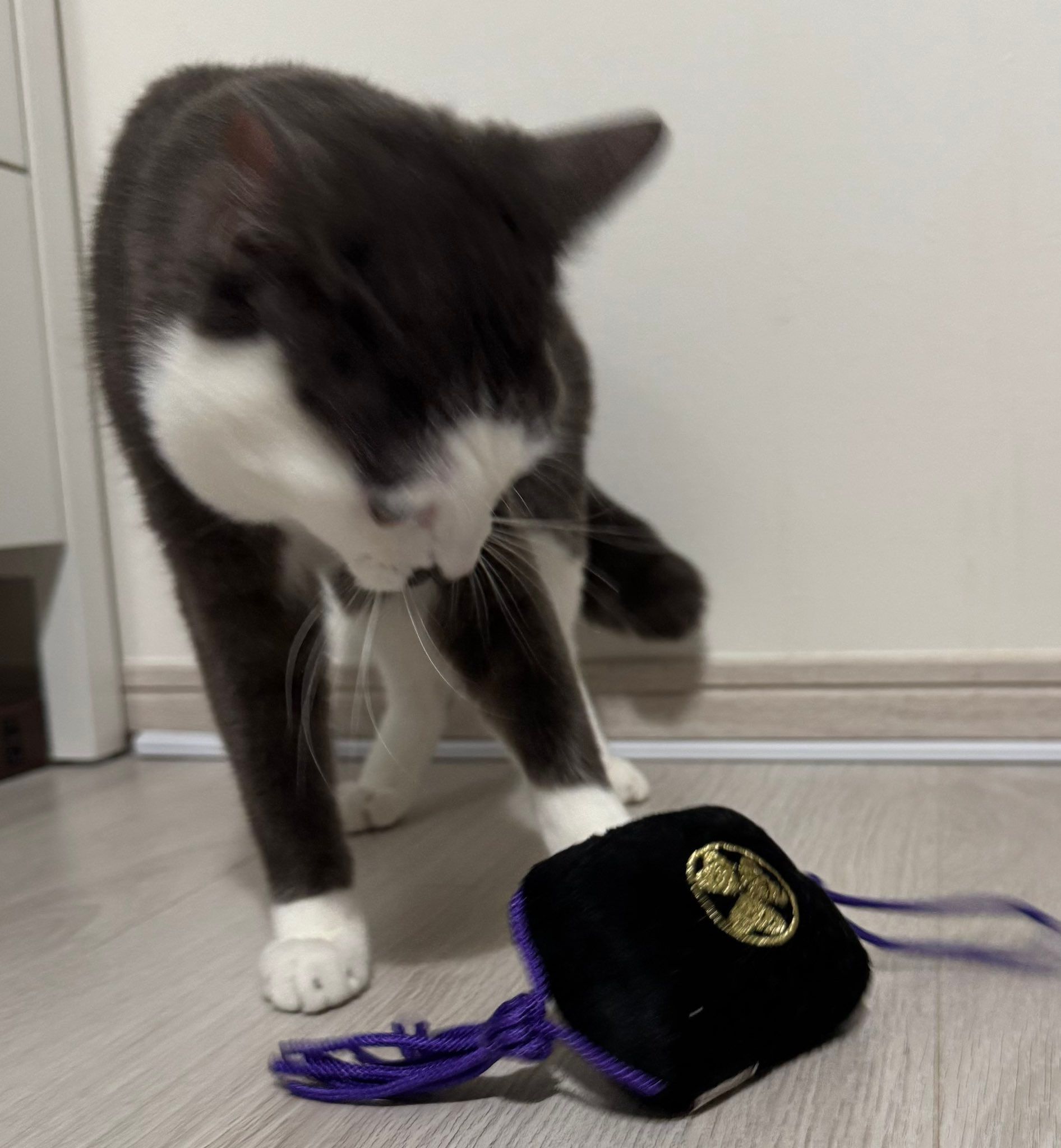タキシード姿がビシッと決まった猫さん……ちょび髭に蝶ネクタイが似合い