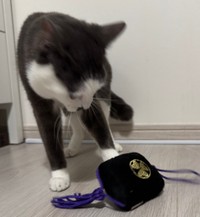 最近は印籠のおもちゃがお気に入りの様子（提供：パッツン前髪のセロイと弟プランスさん）