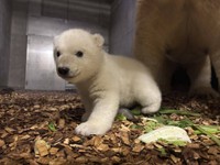 あっちこっち気の向くまま進む赤ちゃん（3.22の公式ブログから：提供＝よこはま動物園ズーラシア）