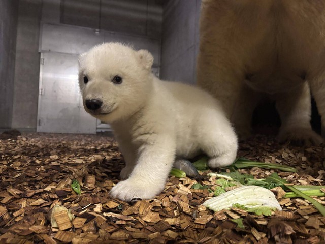 あっちこっち気の向くまま進む赤ちゃん（3.22の公式ブログから：提供＝よこはま動物園ズーラシア）