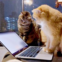 パソコンの動画を見つめる（左から）ムギちゃん、肉太郎くん。このあと衝撃の展開に！（画像提供：肉太郎さん）