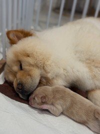 ママになったチャウチャウのブーちゃん（提供：@chowchow_boo0125さん）