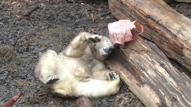 茶グマに変身中