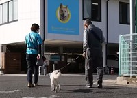 里親さまとお散歩のトレーニングをするおさむ