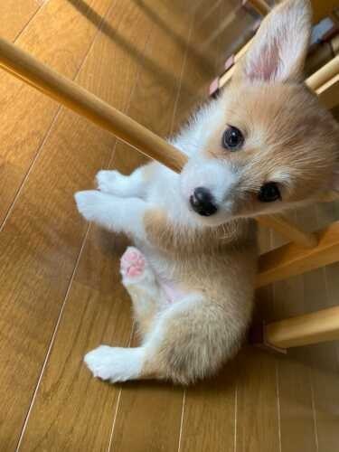 家にきたころの「コムギ」