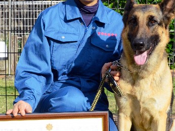 強盗容疑者を追いつめた嘱託犬の鼻　シェパードのベリー号