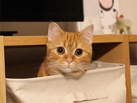 誰かわたしを呼んだかニャ？　ちょっと困り顔の「はな」