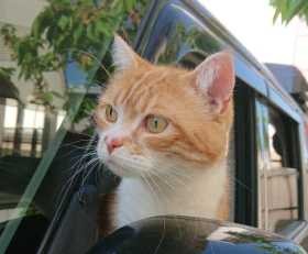 そばにいてくれて、ありがとう　スコティッシュの「りょうま」