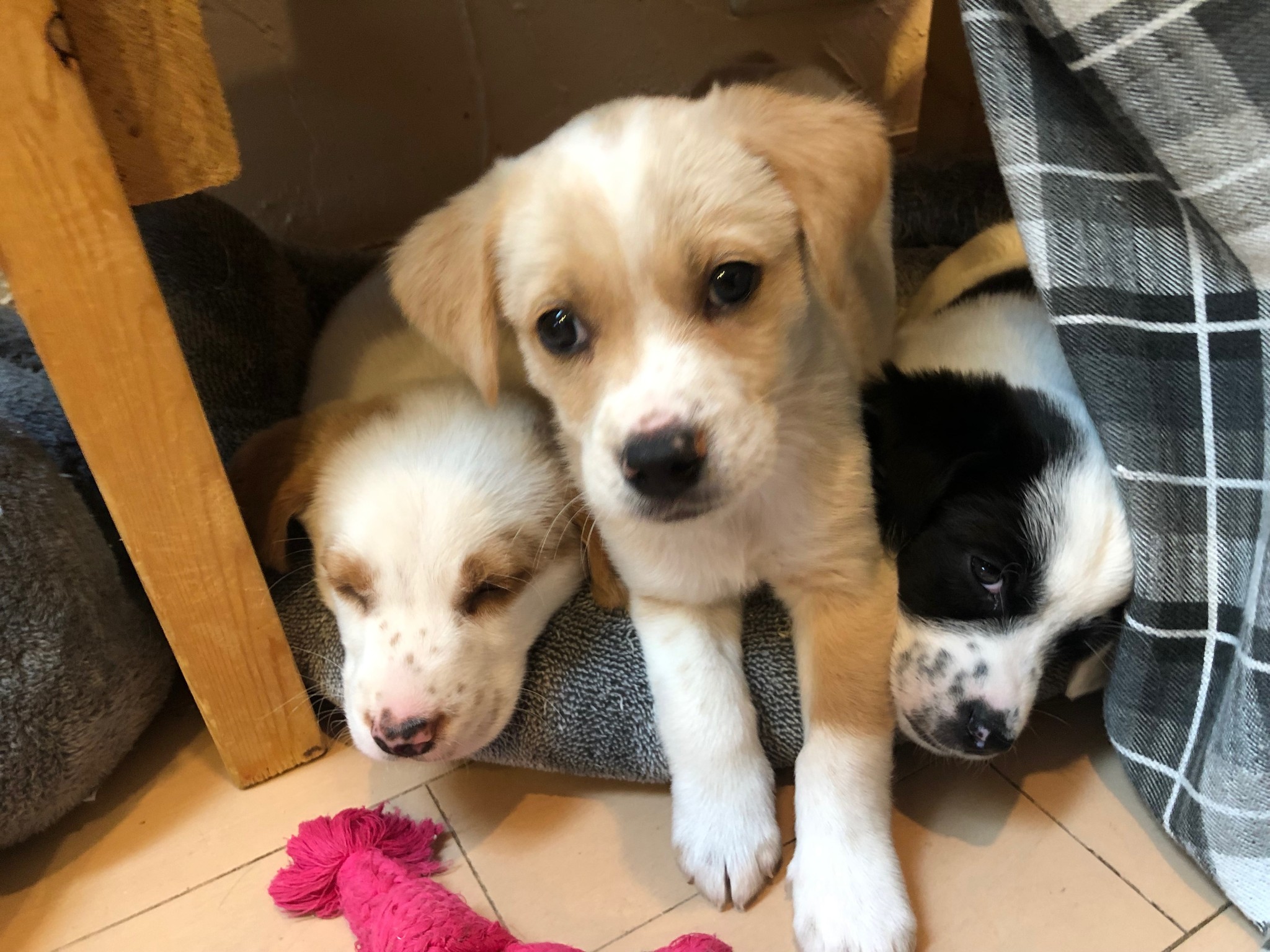 新品 米1970年代 気品溢れる彼美しい犬、イングリッシュセッター