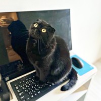 キーボードの上にちょこんと座るぷりもちゃん（画像提供：ふわもさん）