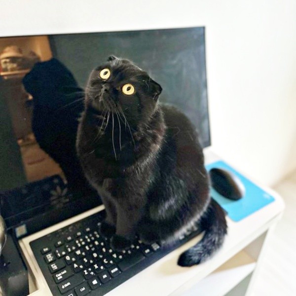 キーボードの上にちょこんと座るぷりもちゃん（画像提供：ふわもさん）