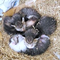 お迎え前、生まれたばかりの子猫たち（画像提供：しまみけさん）