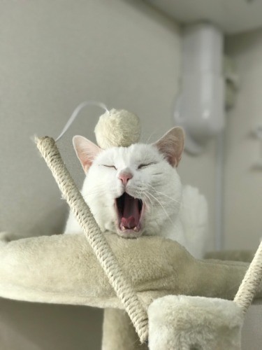 西坂さんが保護した白猫「ベル」