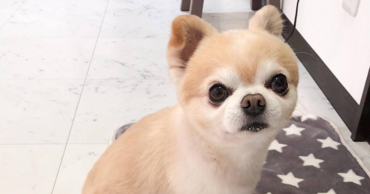 マットからおしりがちょこっとはみ出てますよ 甘えん坊なチワワ ぽんた 犬 猫との幸せな暮らしのためのペット情報サイト Sippo