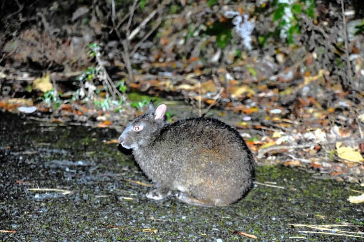 マングースの駆除が進んだことで、絶滅の危機にあった国の特別天然記念物「アマミノクロウサギ」の個体数は近年回復に向かっている