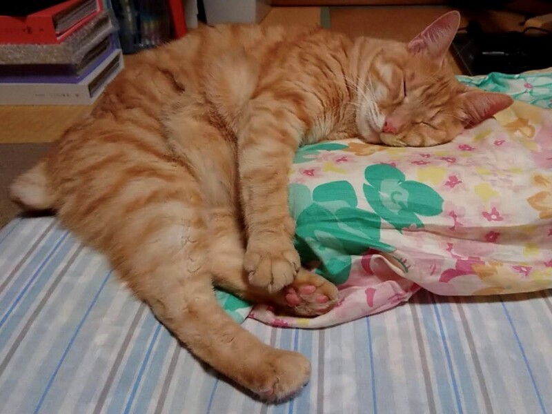 妻のふとんで熟睡