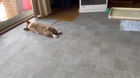コテン…（画像提供：レナままさん ※動画よりキャプチャ）