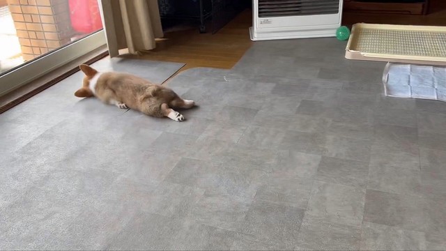 コテン…（画像提供：レナままさん ※動画よりキャプチャ）