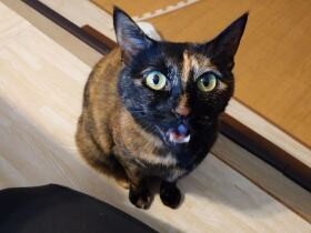 幼児よりおねだり上手!?　11歳の愛猫「あんず」が繰り出す要求テクニック