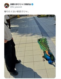 拒否クジャの実際の投稿