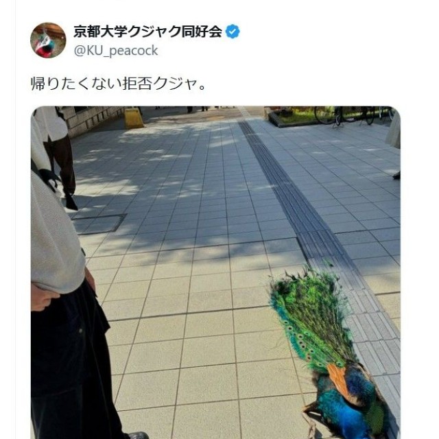 拒否クジャの実際の投稿