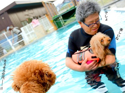 プードルがプールでス～イスイ♪③　ゆっくり水に慣れさせよう