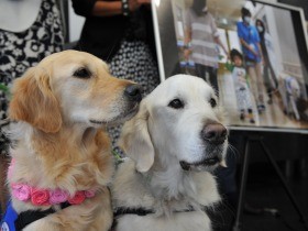 「アニーの日本酒」できたよ　重い病気の子励ます犬をお酒で応援