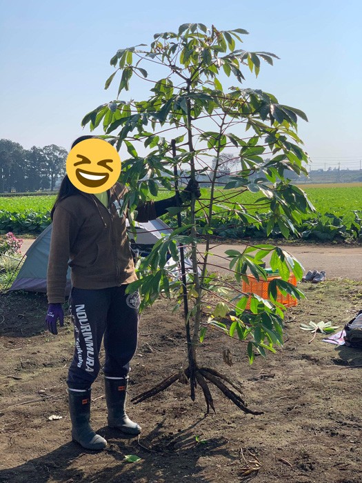 キャッサバを掘った　てるてるさん。太い根の部分がタピオカの原料です（提供：てるてるさん）