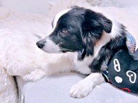 真剣にDVDを見るレティちゃん（画像提供：レティ ボーダーコリーさん）